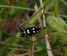 Image of Euplocamus