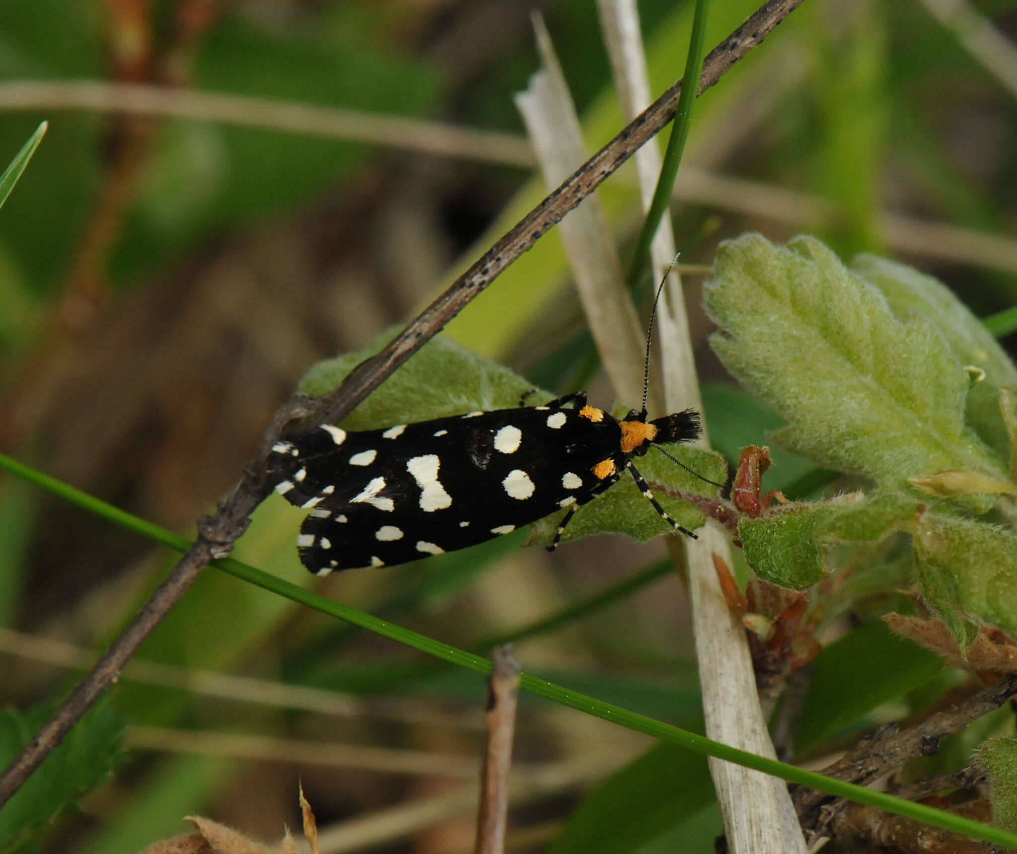 Sivun Euplocamus kuva