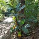 Image of Dieffenbachia aurantiaca Engl.