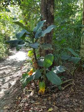 Image of Dieffenbachia aurantiaca Engl.