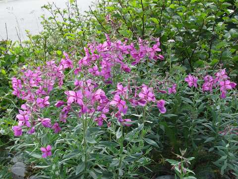 Image of dwarf fireweed