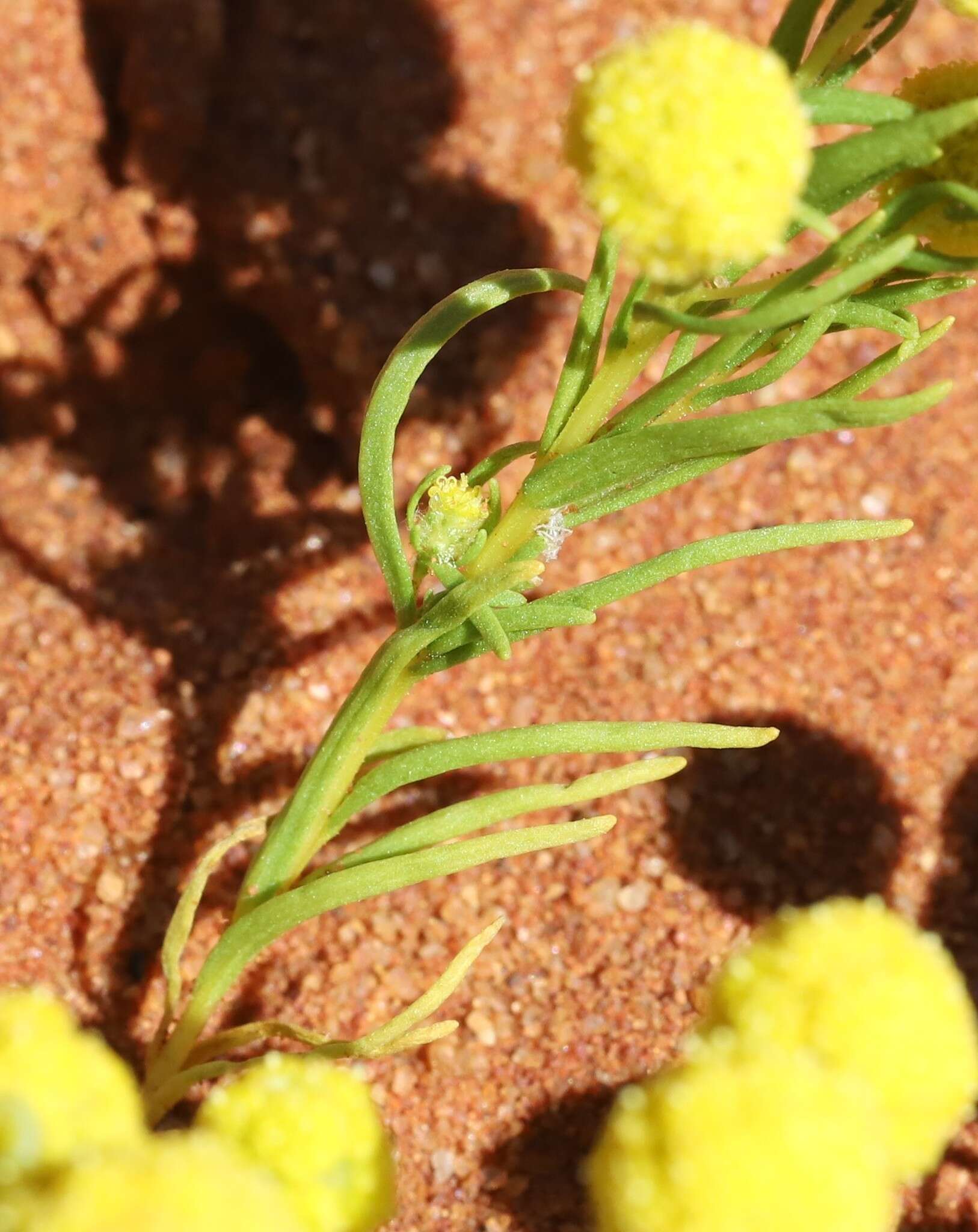 Calocephalus francisii (F. Müll.) Benth. resmi