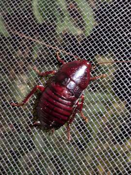 Image of Florida Woods Cockroach