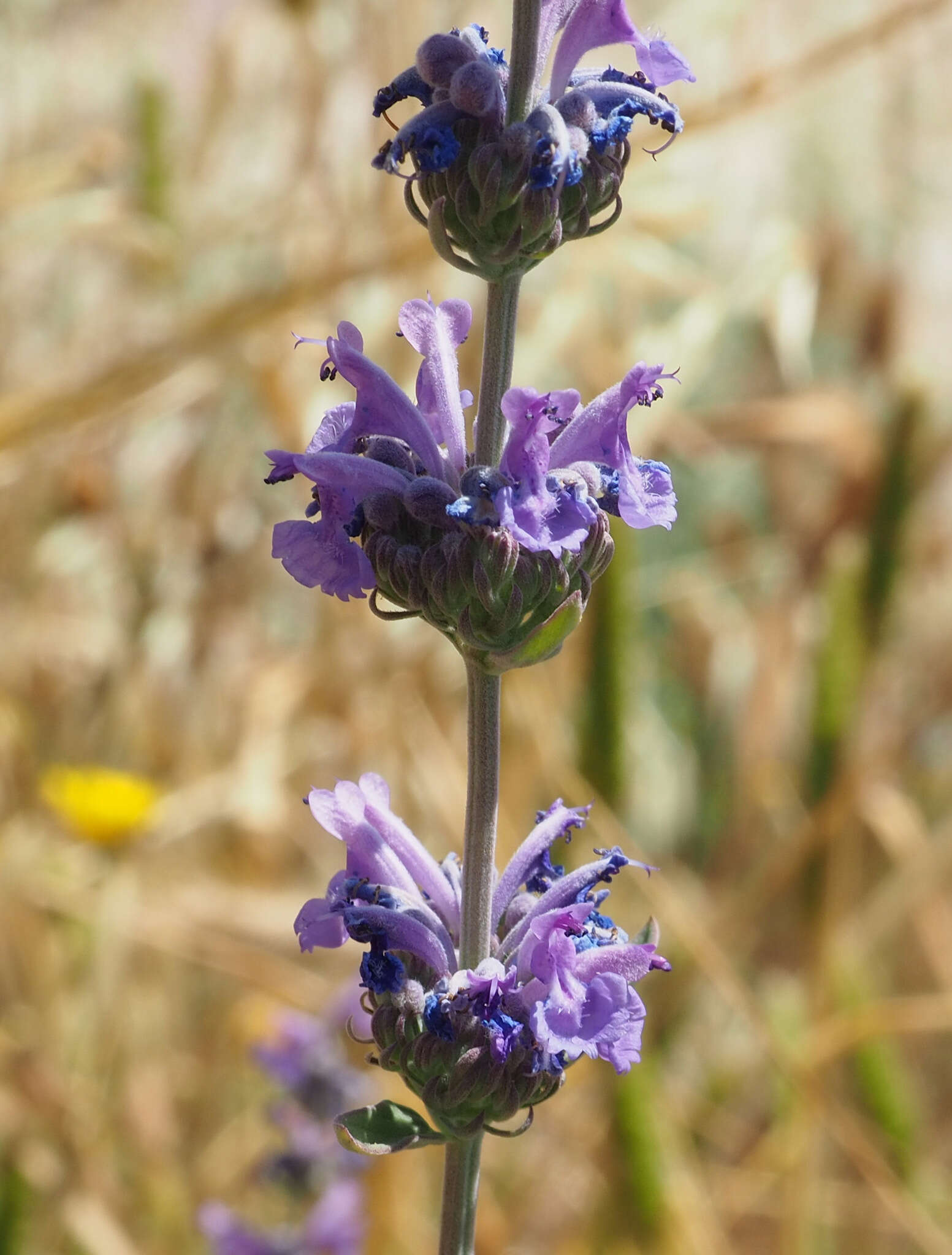 Nepeta curviflora Boiss. resmi