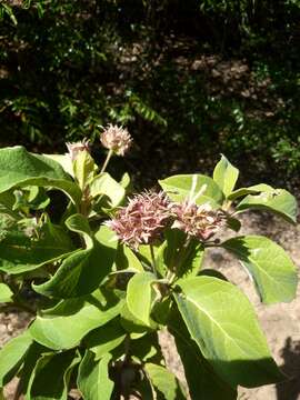 Image de Clerodendrum involucratum Vatke