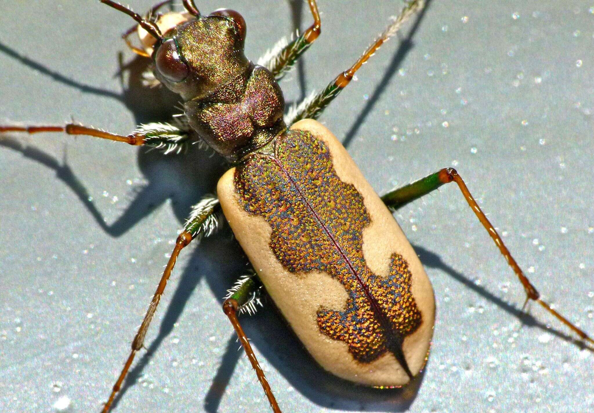 Image of Neocicindela latecincta (White 1846)