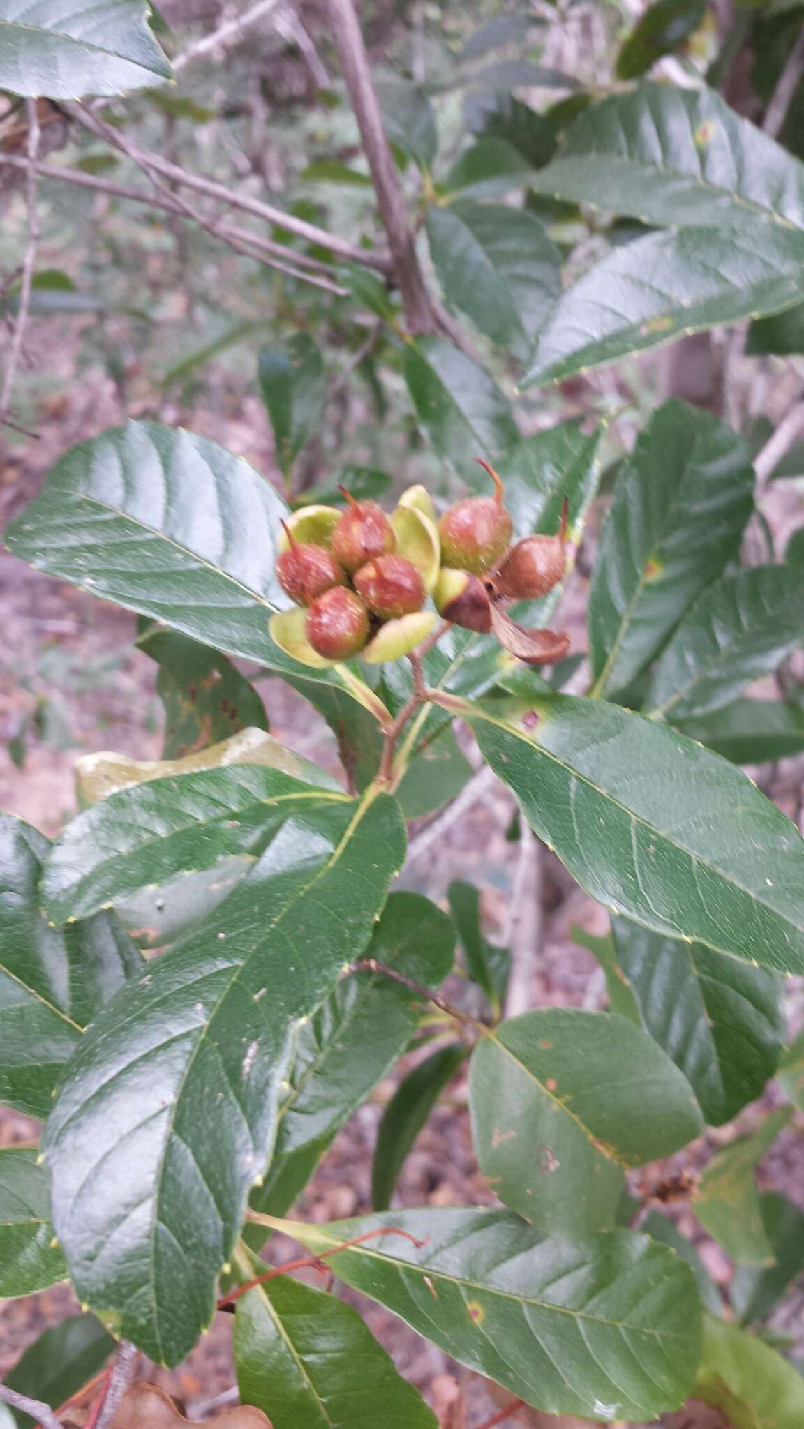 Image of Tetracera madagascariensis Willd. ex Schltdl.