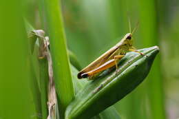 Image of Stethophyma magister (Rehn & J. A. G. 1902)