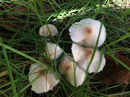 Lepiota castaneidisca Murrill 1912 resmi