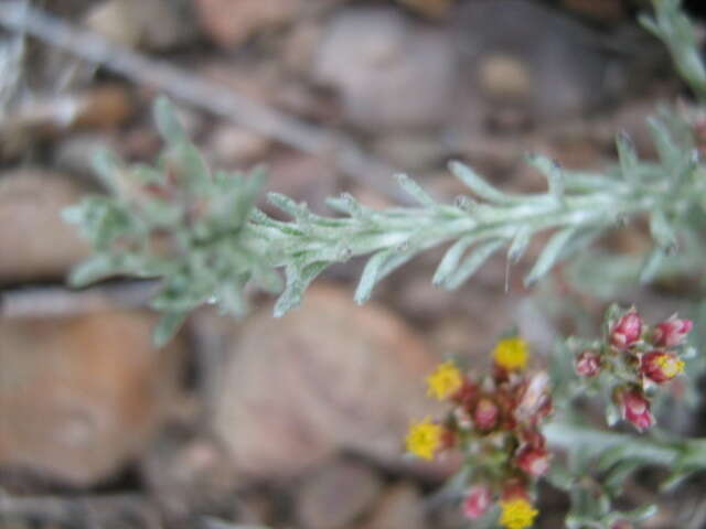 Image of Helichrysum asperum var. albidulum (DC.) Hilliard