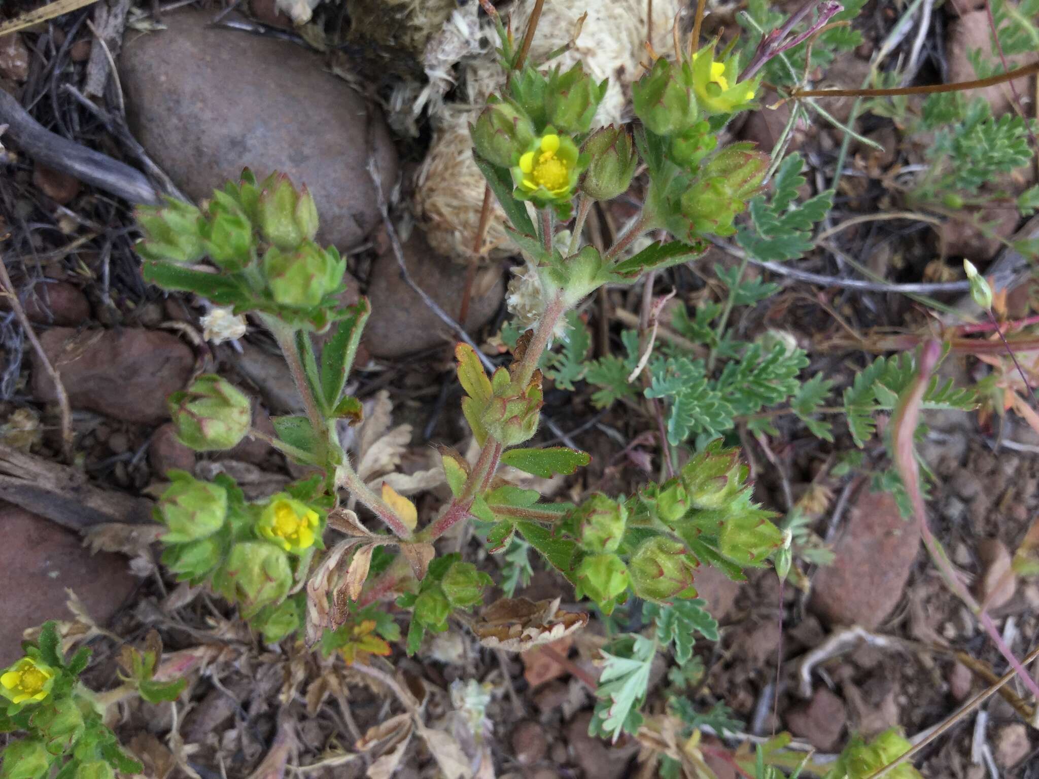 Image of biennial cinquefoil