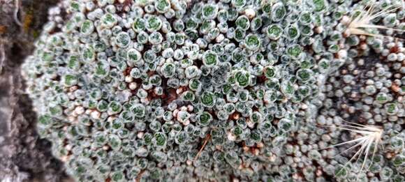 Image of Saxifraga erioblasta Boiss. & Reuter