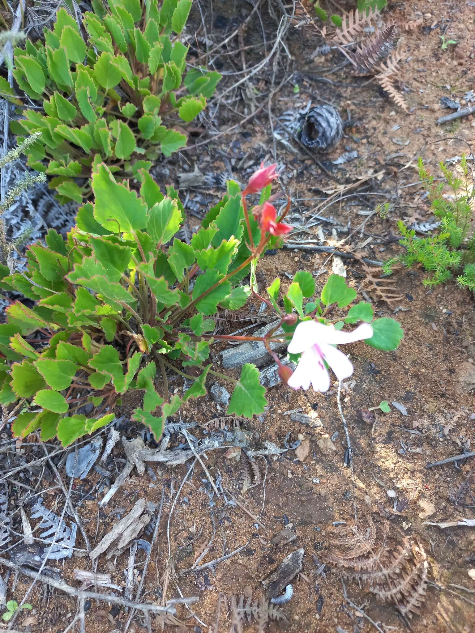 Image of Pelargonium ovale (Burm. fil.) L'Her.