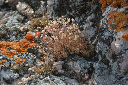 Imagem de Sabulina uralensis (Clerc) Dillenb. & Kadereit