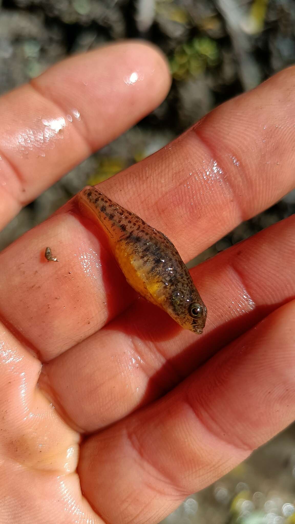 Image of Italian spring goby