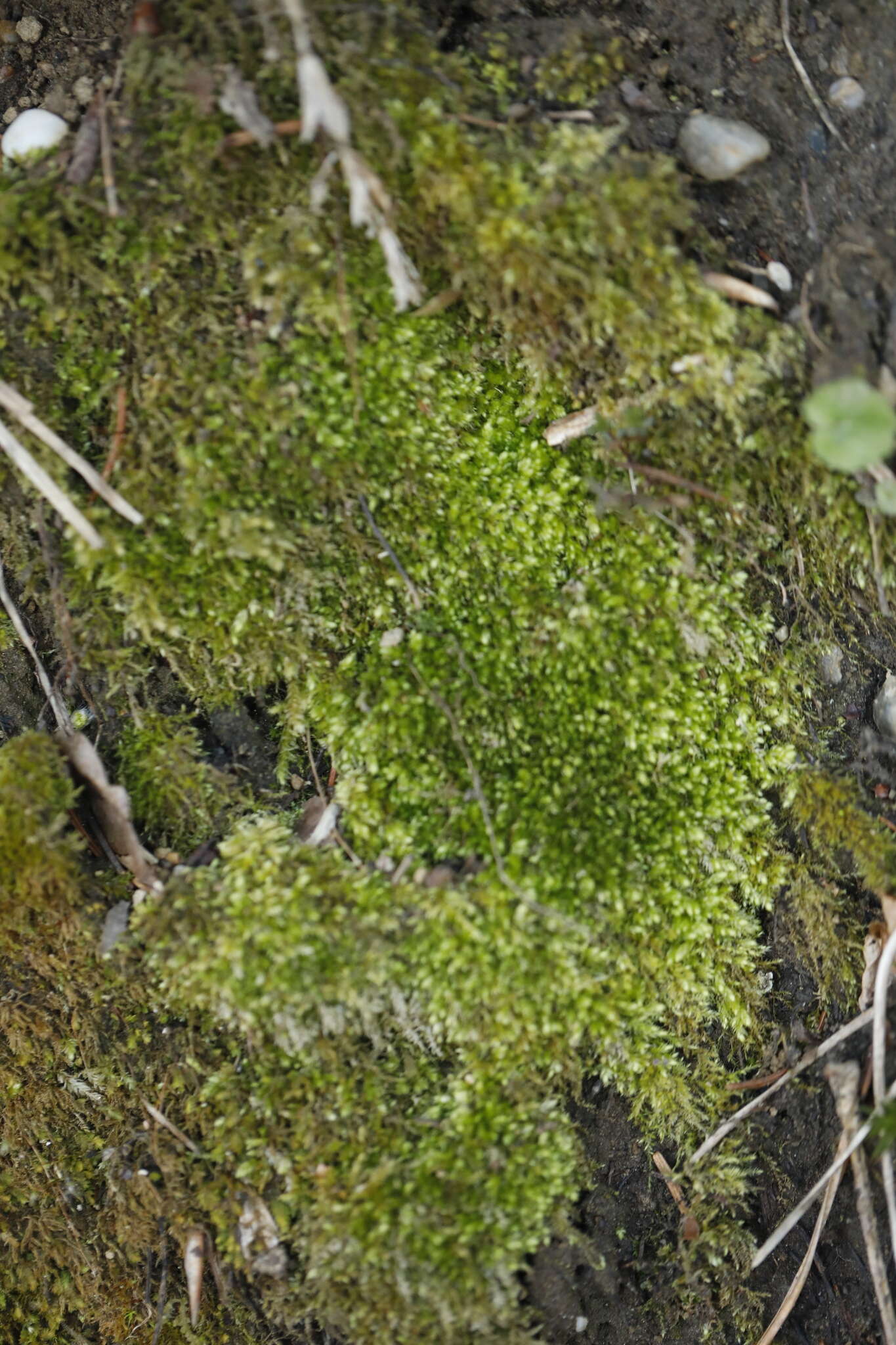 Image of plagiothecium moss