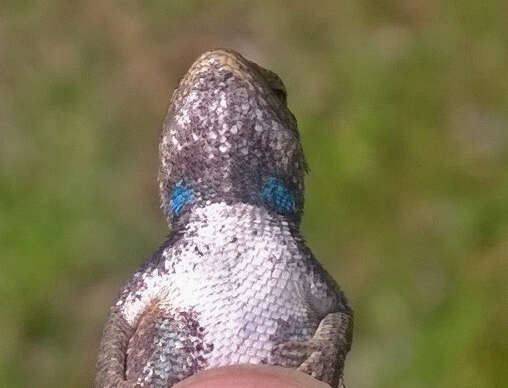 Image of Southern Prairie Lizard