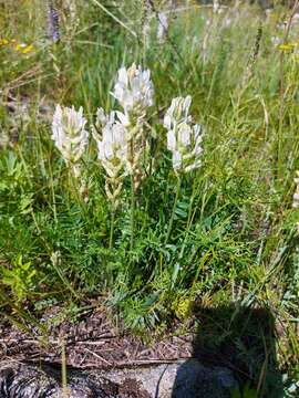 Image of Oxytropis baicalia (Pall.) Pers.