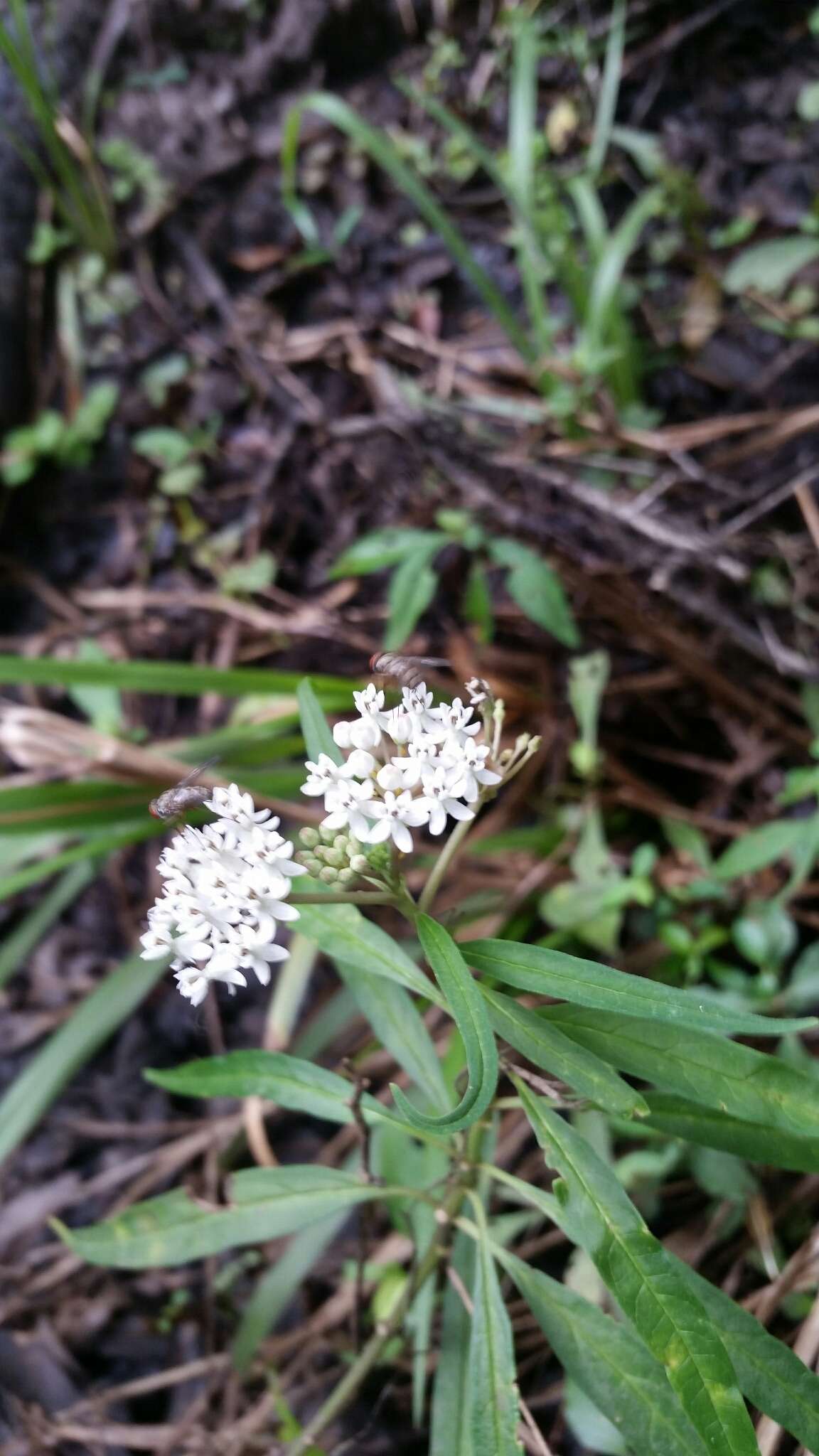 Imagem de Asclepias perennis Walt.