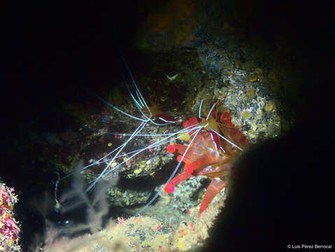 Image of red-backed cleaner shrimp