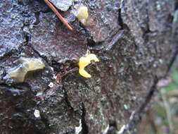 Image of Calocera furcata (Fr.) Fr. 1827