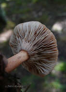 Image of Birch Milkcap