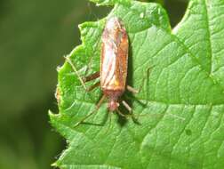 Image of Phytocoris ulmi (Linnaeus 1758)