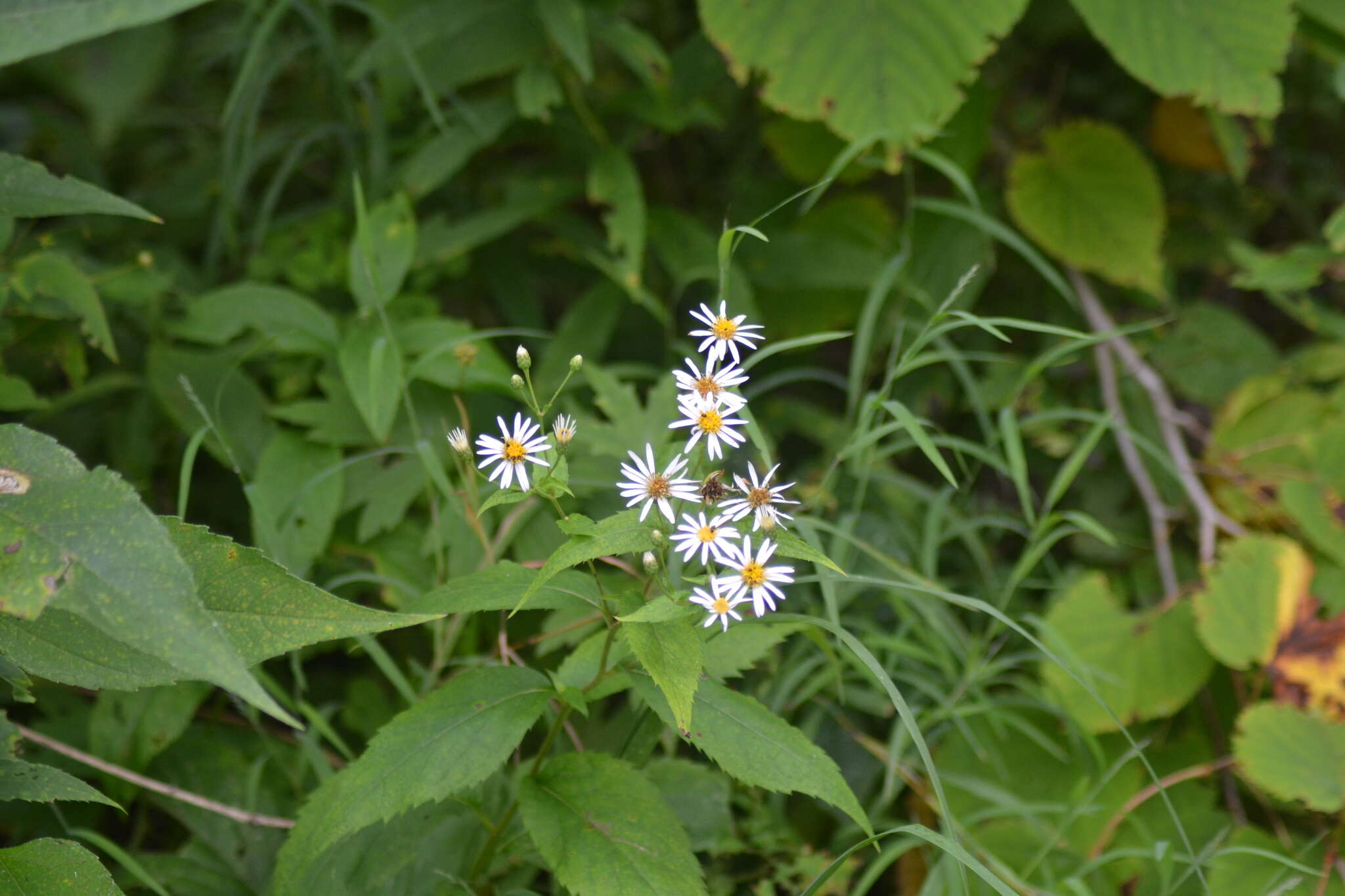 Sivun Eurybia furcata (E. S. Burgess) G. L. Nesom kuva