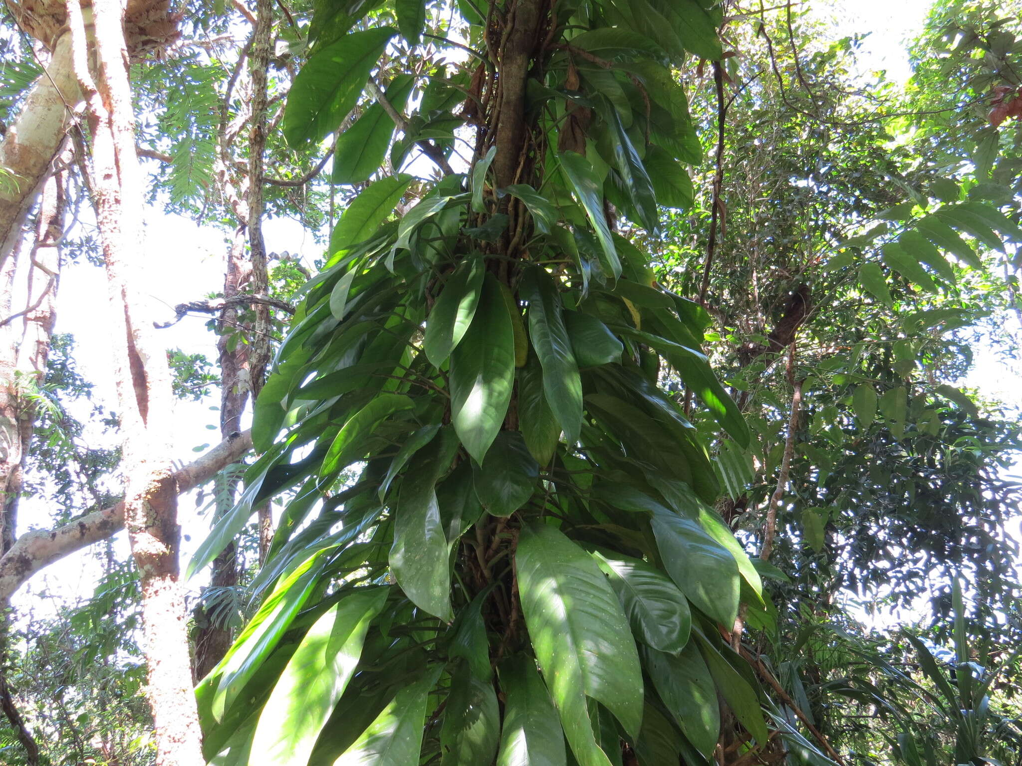 Image de Rhaphidophora australasica F. M. Bailey