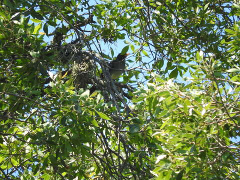 Image of Andean Slaty Thrush