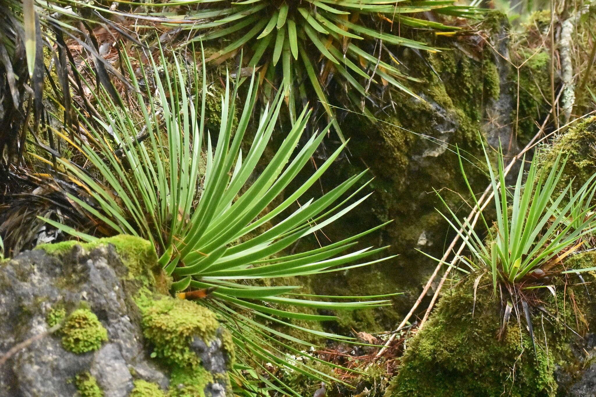 Agave gracielae Galvan & Zamudio resmi