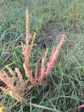 Imagem de Rumex stenophyllus Ledeb.