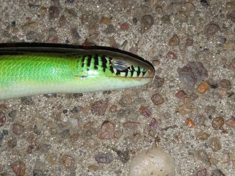 Image of Jointed Worm Lizard