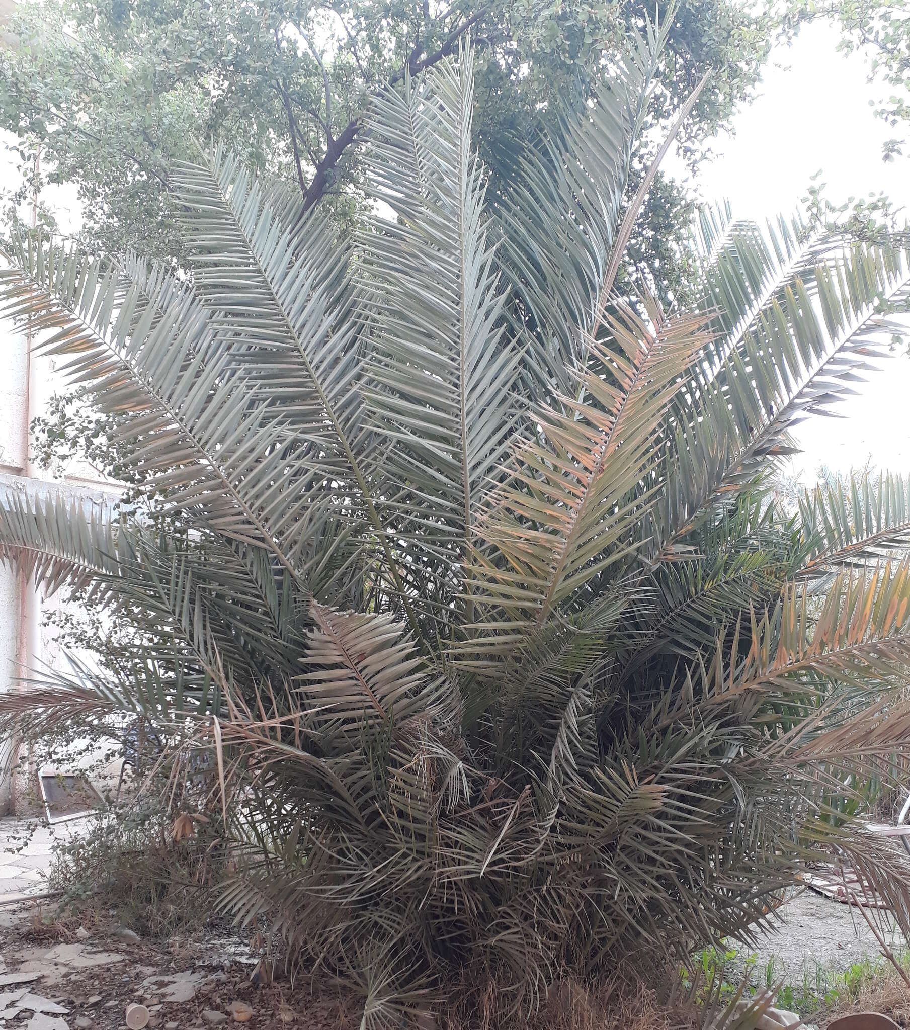 Image of date palm