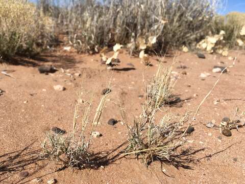 Plancia ëd Muhlenbergia arenacea (Buckley) Hitchc.