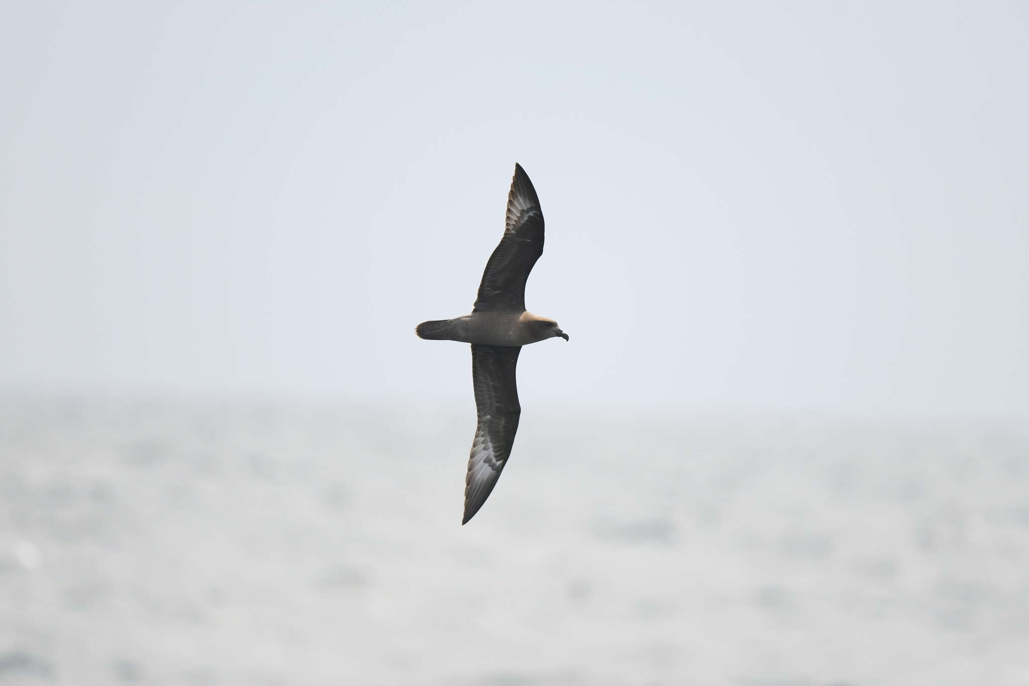 Providence Petrel media - Encyclopedia of Life