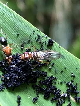 Image of Poecilomyia