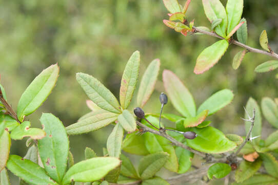 Image of Berberis alpicola C. K. Schneid.