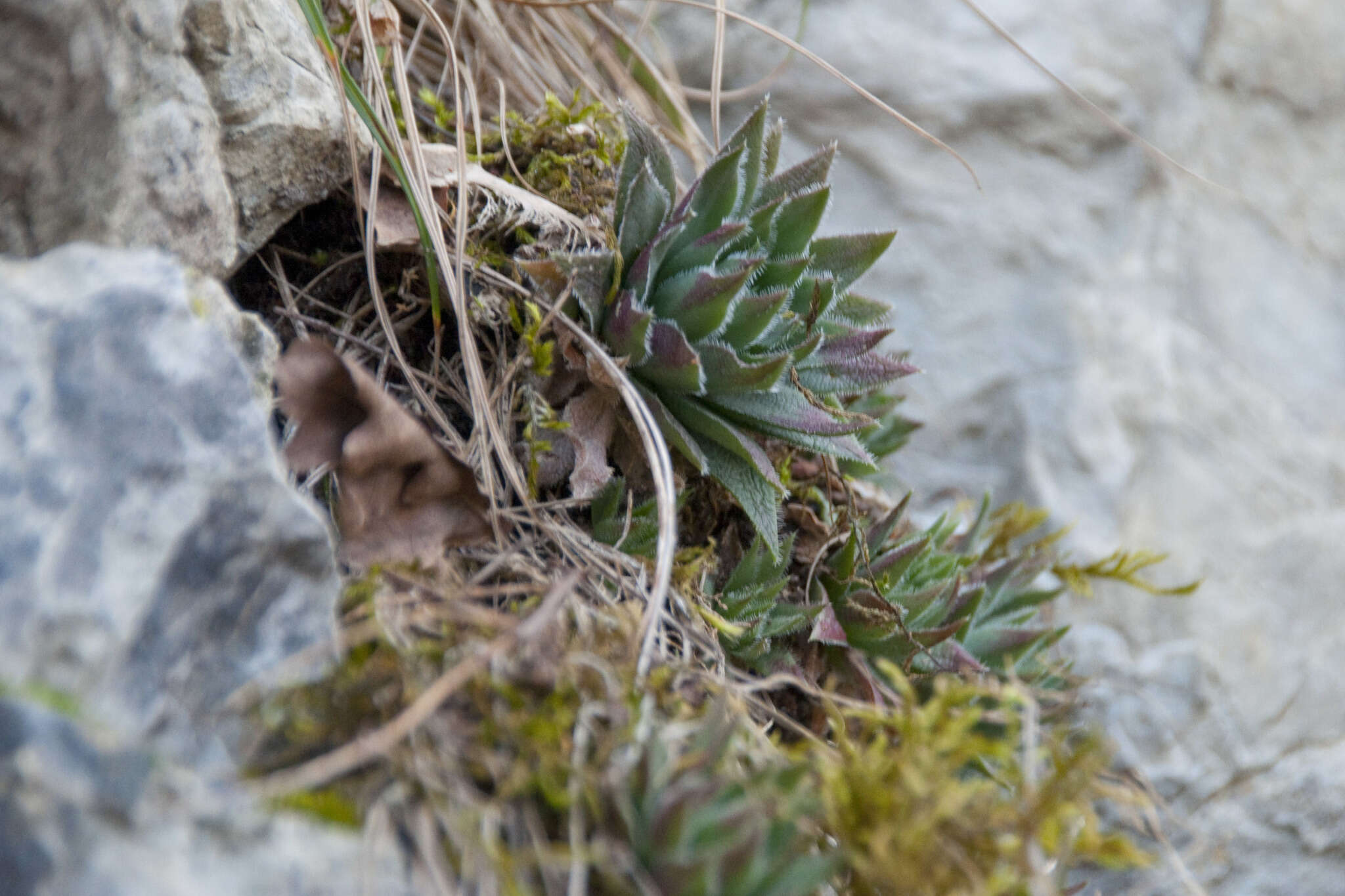 Image of Sempervivum globiferum subsp. hirtum (L.) H.