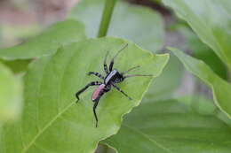 Image of Castianeira dorsata (Banks 1898)