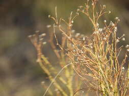 Image of Baccharis ulicina Hook. & Arn.