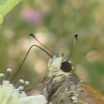 Image of <i>Hesperia woodgatei</i> (R. Williams 1914)
