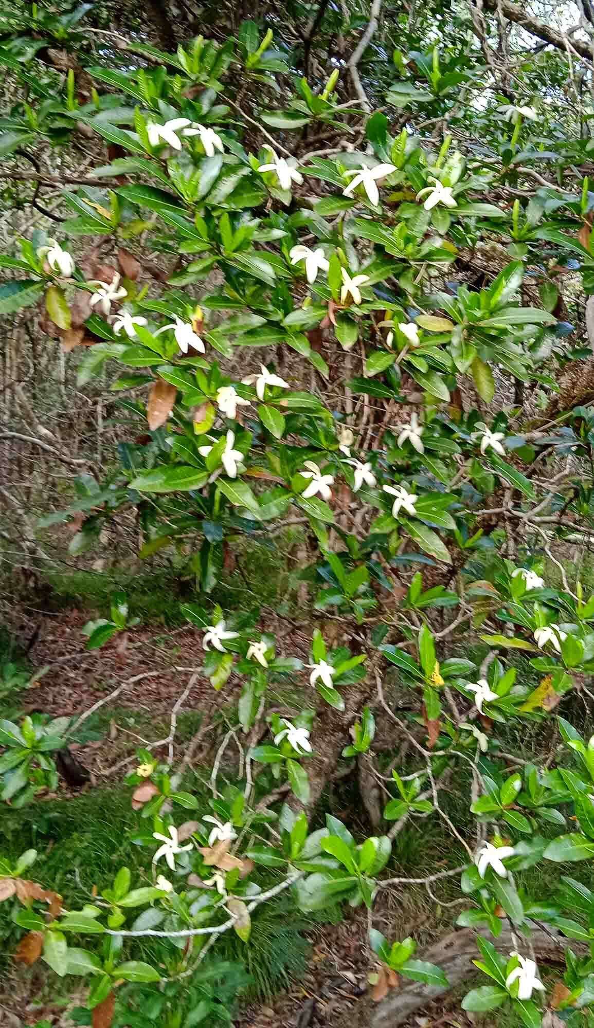 Image of Gardenia urvillei Montrouz.