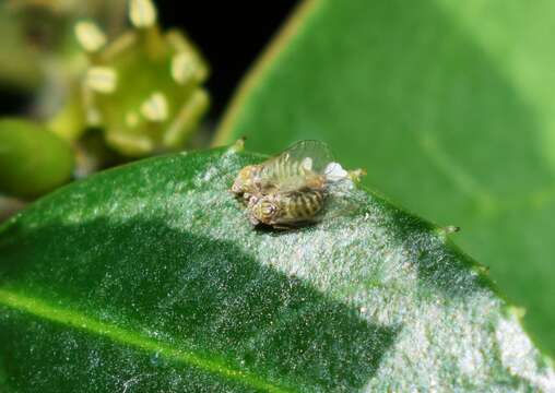 صورة Cacopsylla alaterni (Foerster 1848)