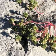 Image of seaside amaranth