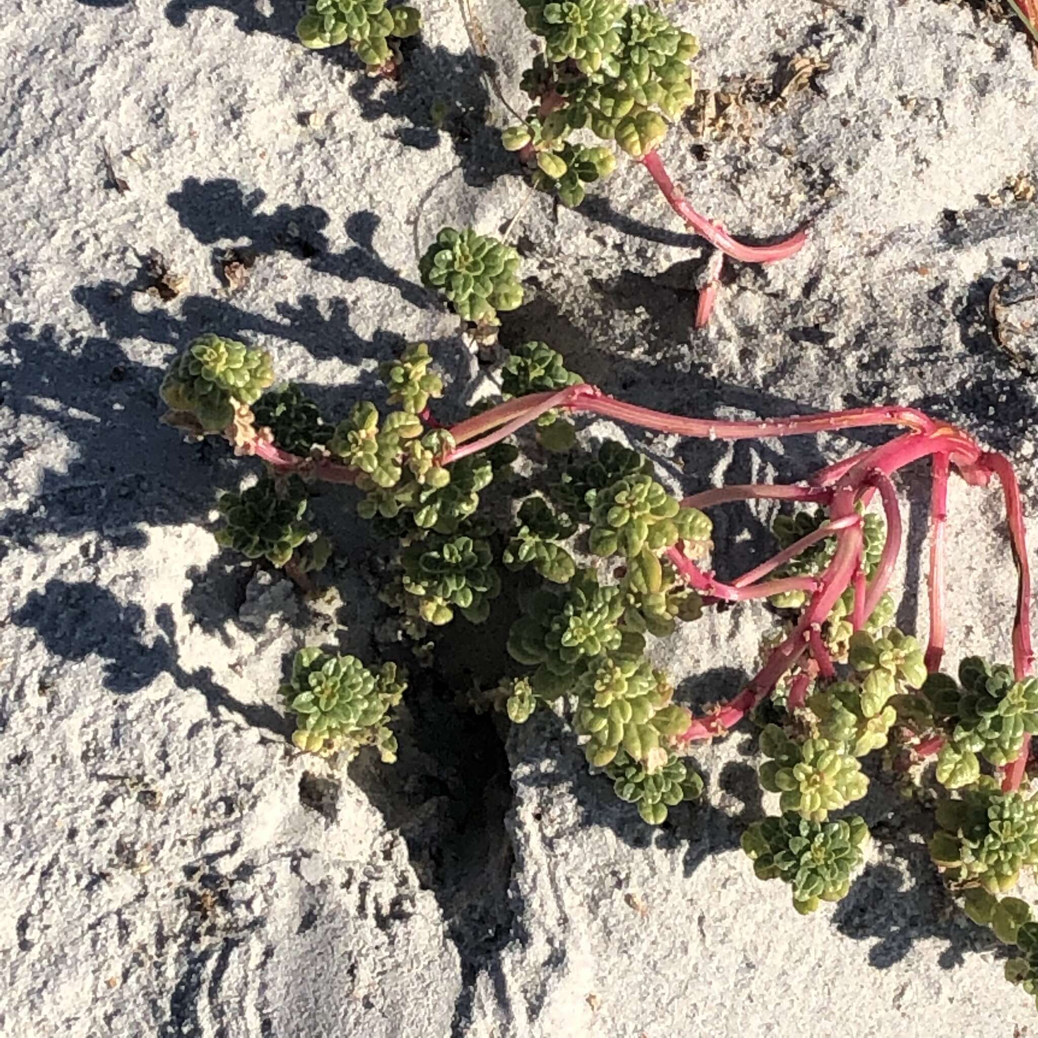 Image of seaside amaranth