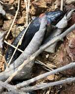 Image of Brazilian Bird Snake