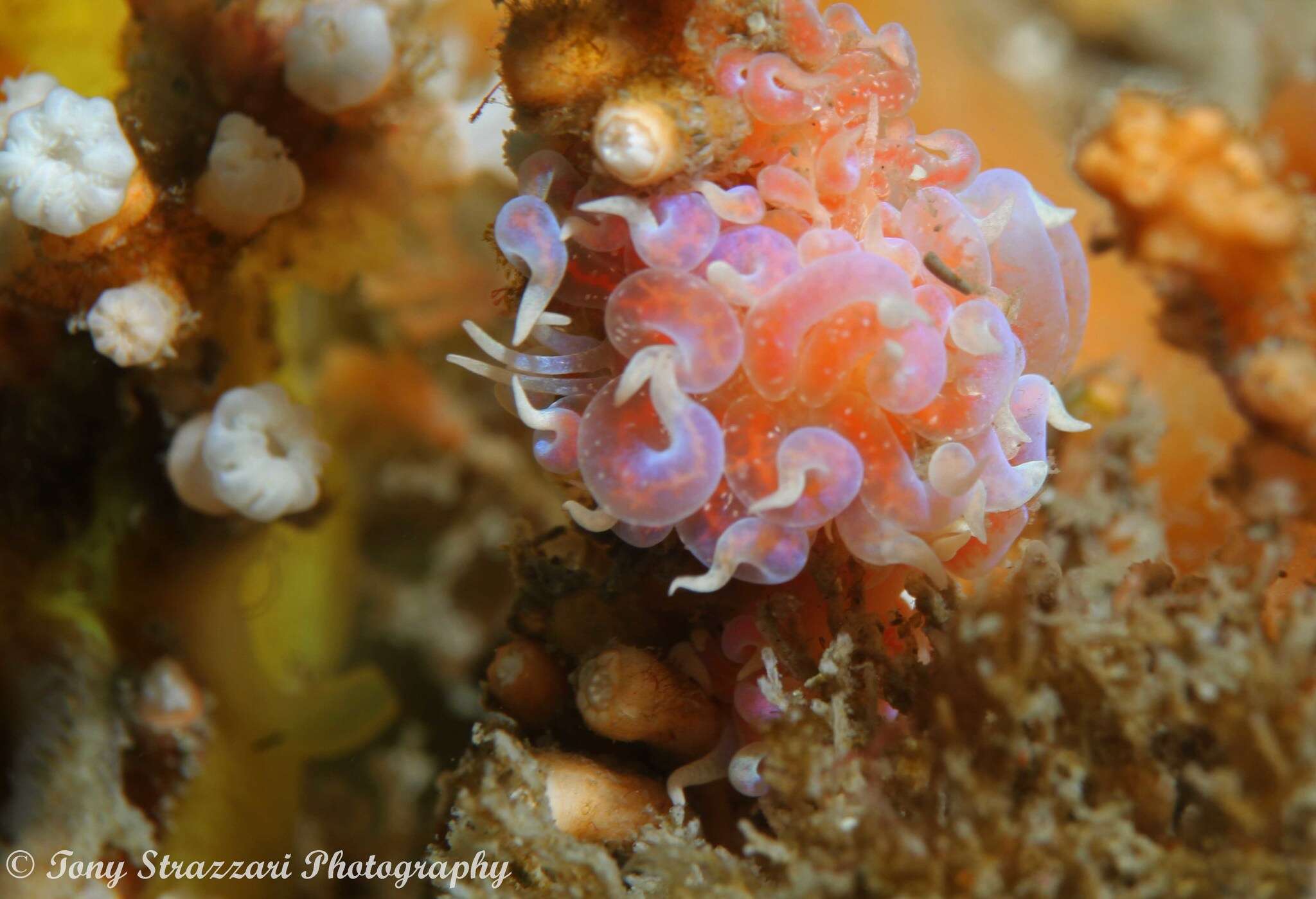 Image of Sea slug