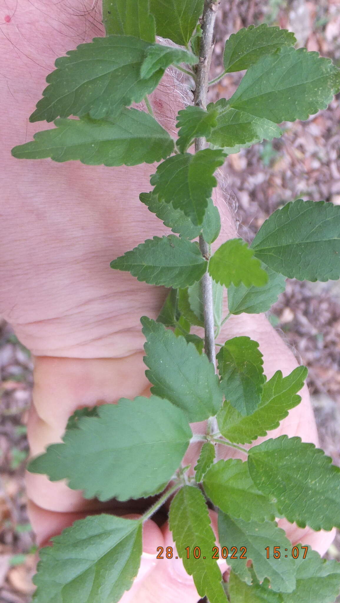 Imagem de Acalypha glabrata Thunb.