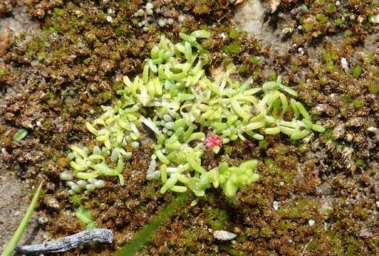 Image of winged water-starwort